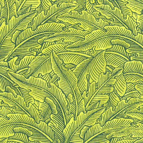 Paper Verdure Moyen Avocat
